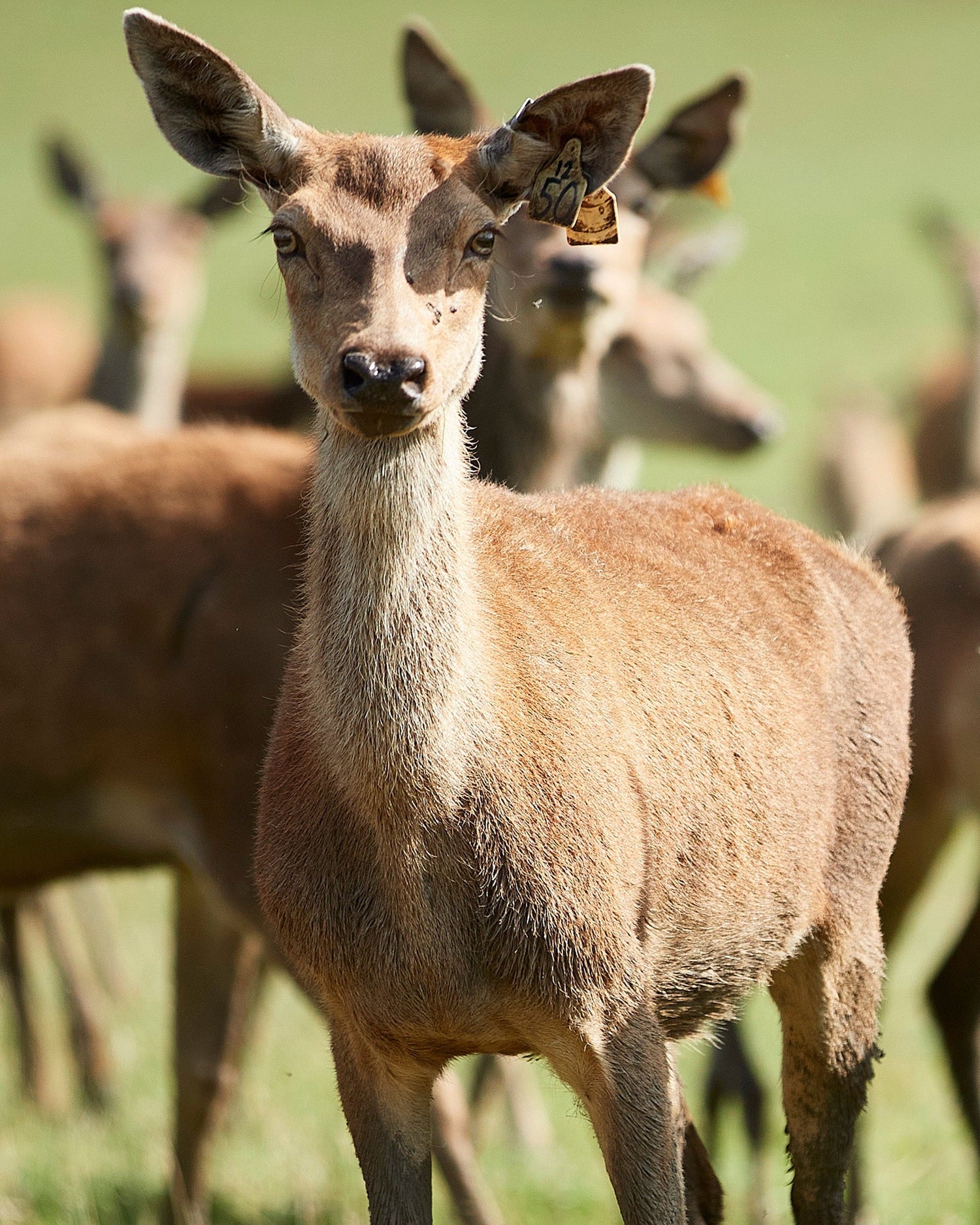 Deer standing in a grassy field