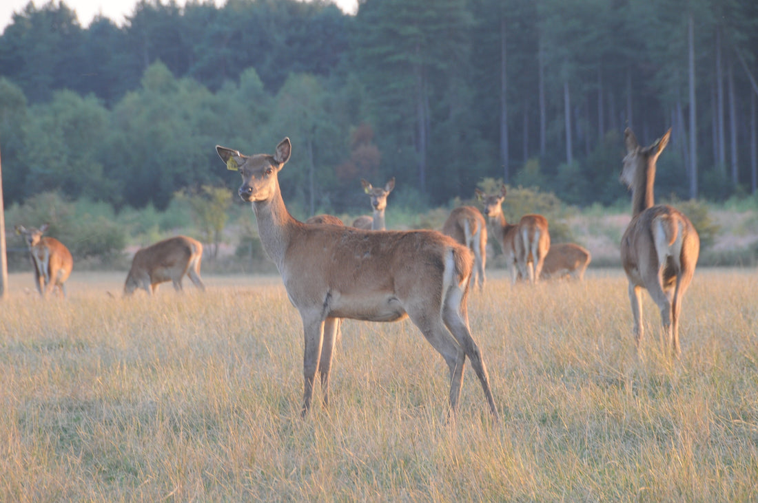 Lincolnshire Local Venison Delivery: Supporting Sustainable UK Farming