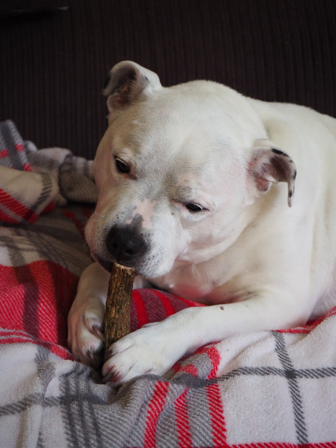 Natural Antler Dog Chews: A Long-Lasting Treat for Your Dog