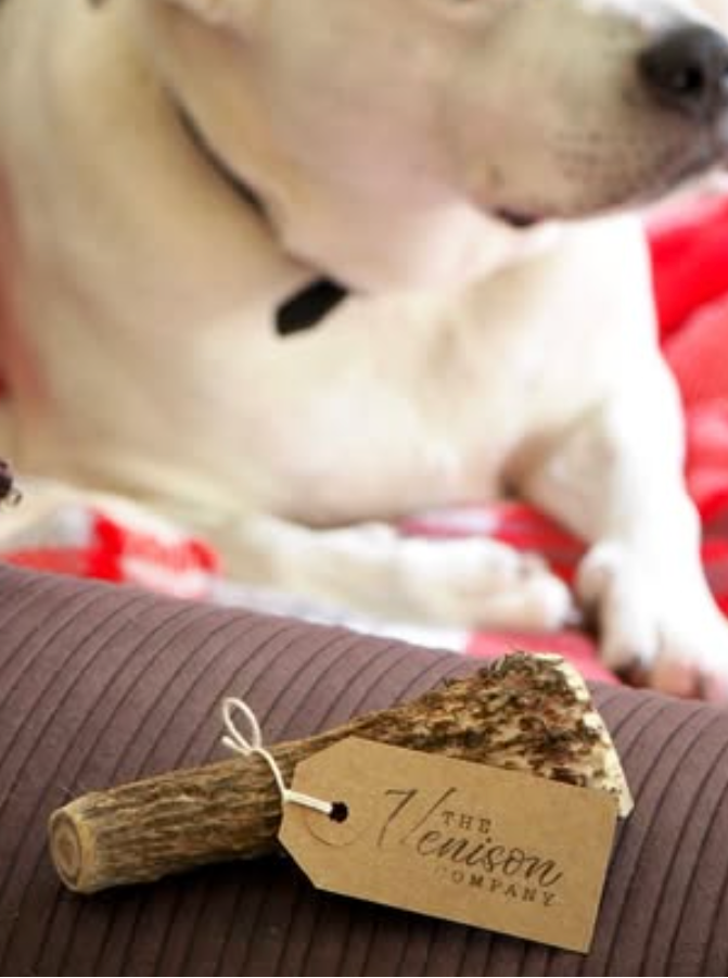 White dog lying on a red and white checkered blanket with a wooden chew toy and tag in the foreground.